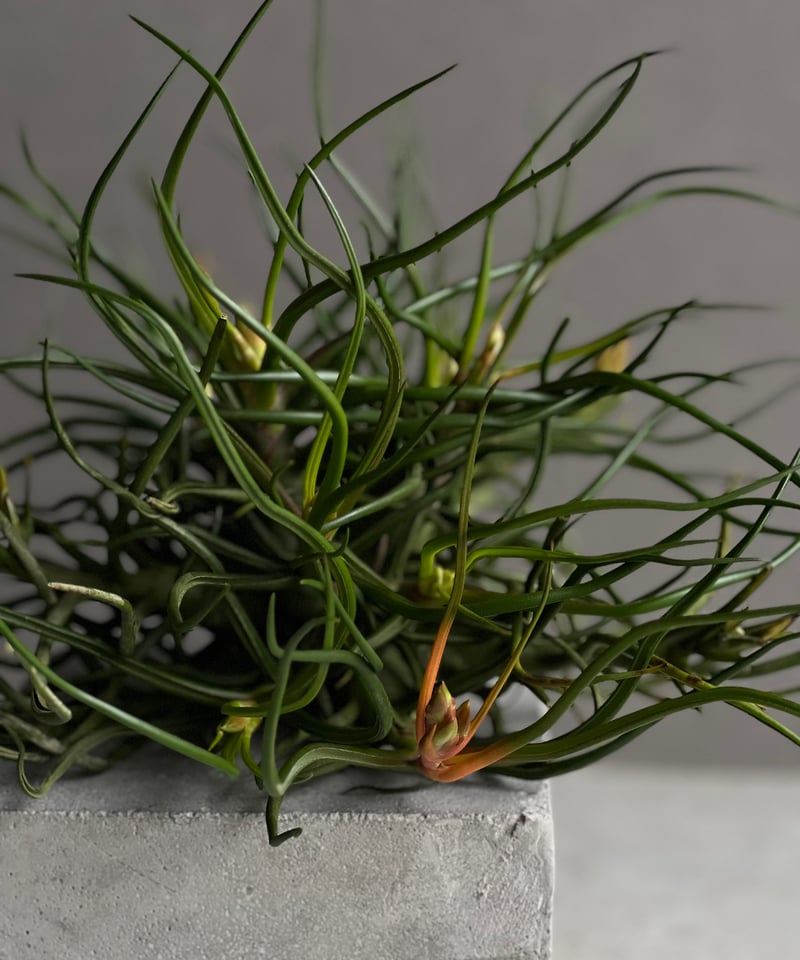 ティランジア ブルボーサ クランプ (実生苗) 「Tillandsia bulbosa clu