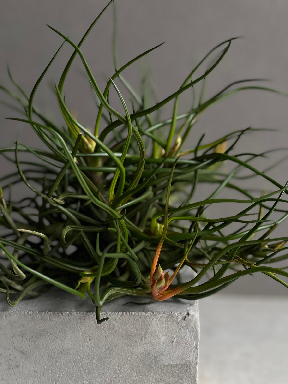 ティランジア ブルボーサ クランプ (実生苗) 「Tillandsia bulbosa clu
