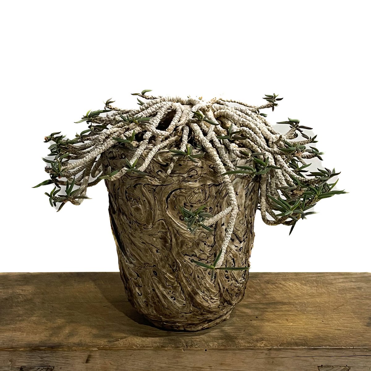 ユーフォルビア キリンドリフォリア ① ユーフォルビア キリンドリフォリア+pmp「Euphorbia