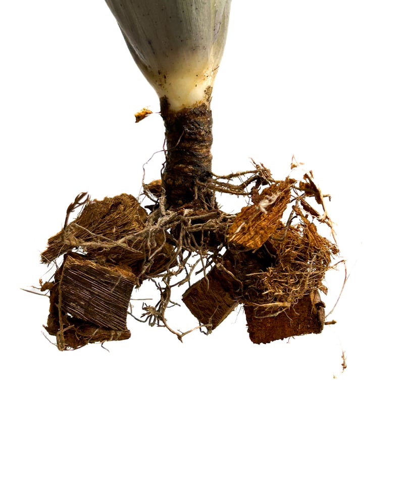 ビルベルギア サンデリアーナ (ブラック トーン)「 Billbergia