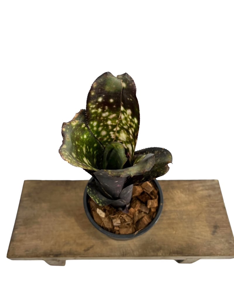 ビルベルギア エル ゾロ「Billbergia El Zoro」 | SHOUCHIKUEN