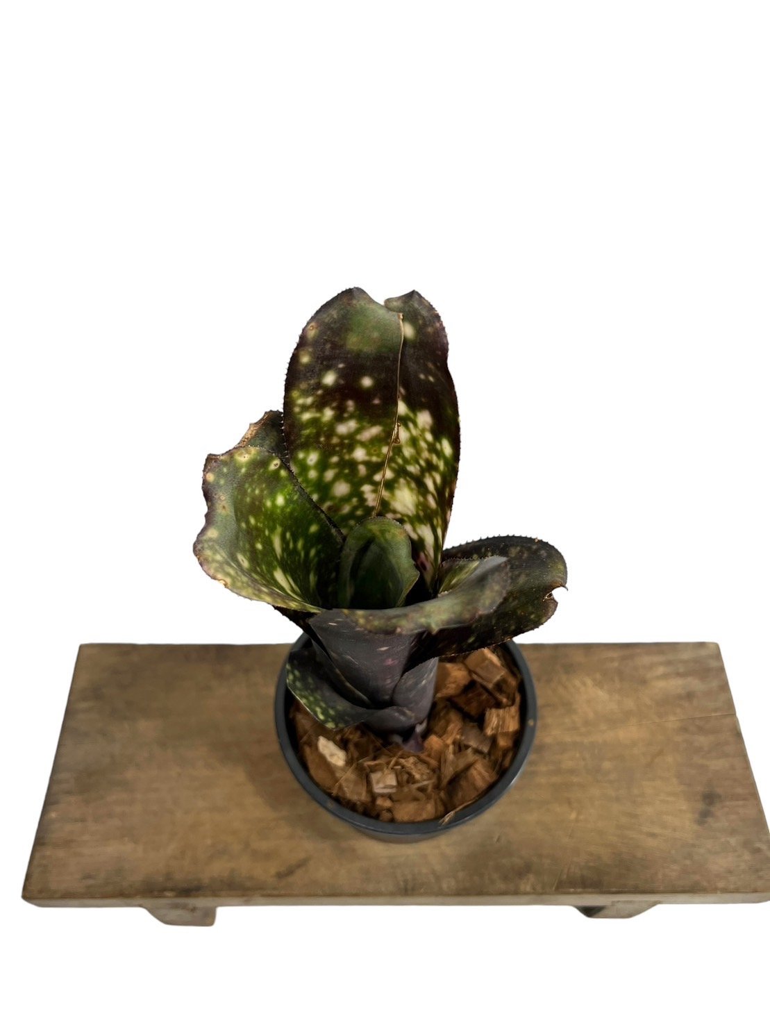 Billbergia 'El Zorro'〔ビルベルギア〕現品発送B0280 Bill.el zorro 【artPLANTs/PLANTS GARAGE 】 ビルベルギア
