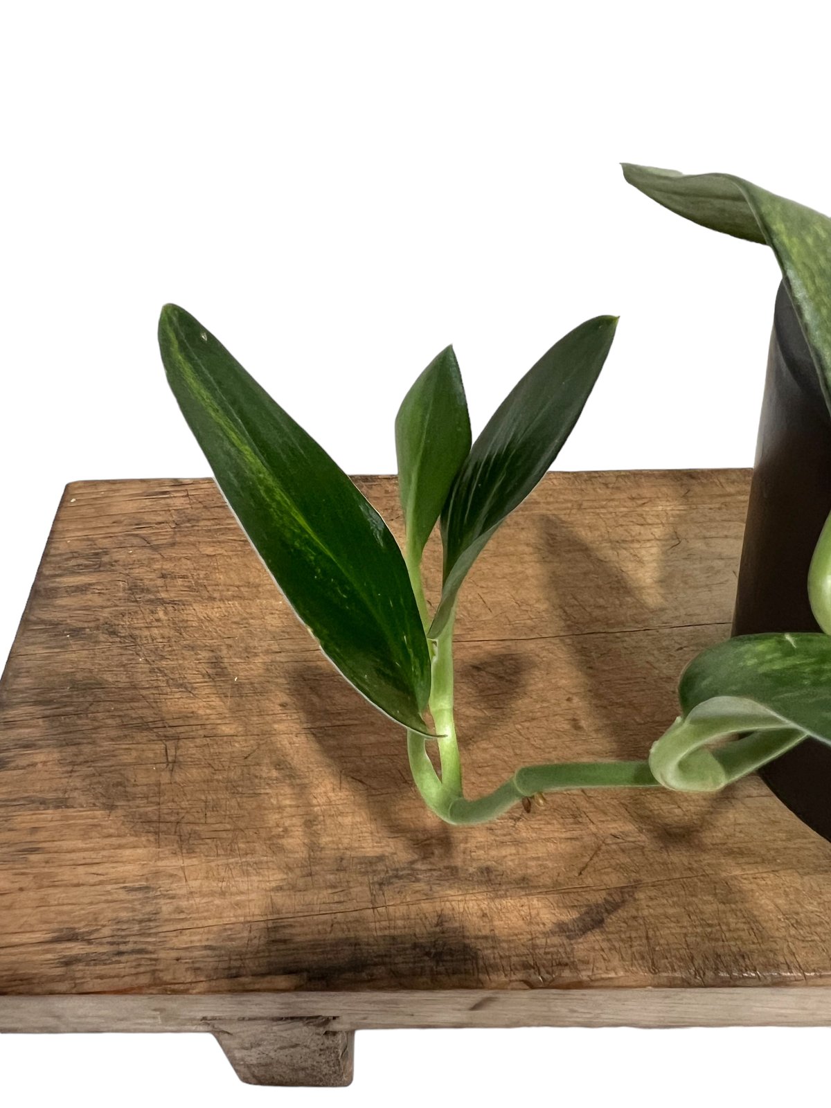 スキンダプサス トレビー 黄斑入 “変異種” 「Scindapsus treubii Yell