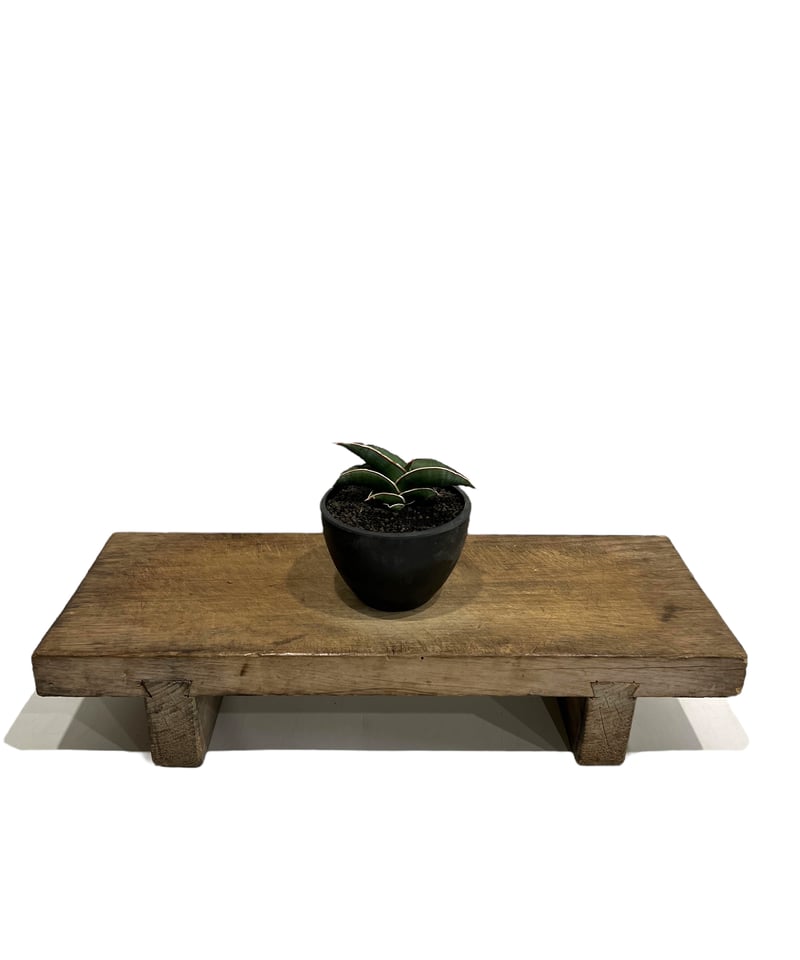 サンセベリア ロリダ 「Sansevieria rorida」5K | SHOUCHIKUEN