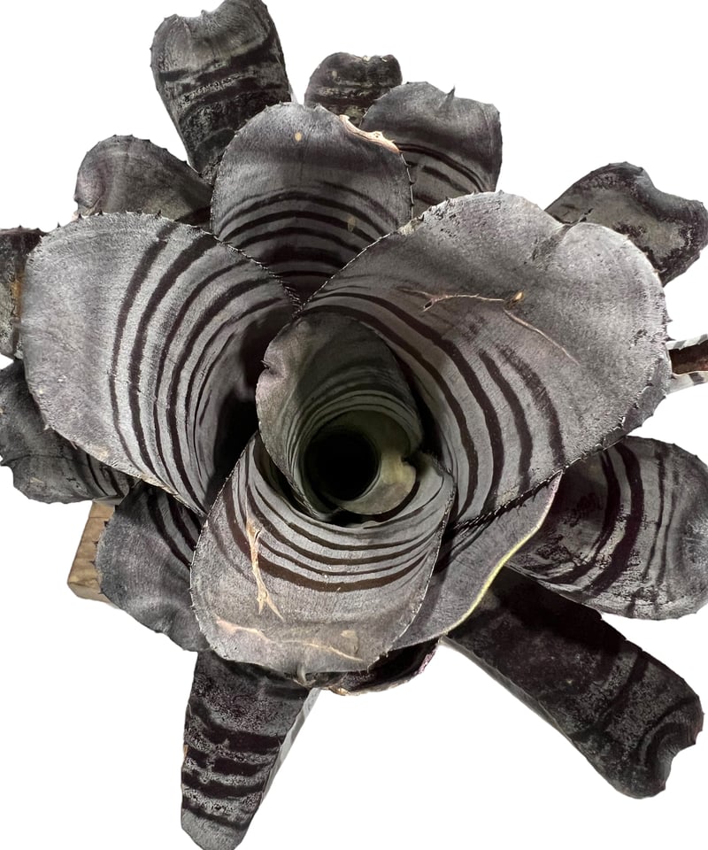 エクメア チャンティニー ブラック 「Aechmea chantinii Black