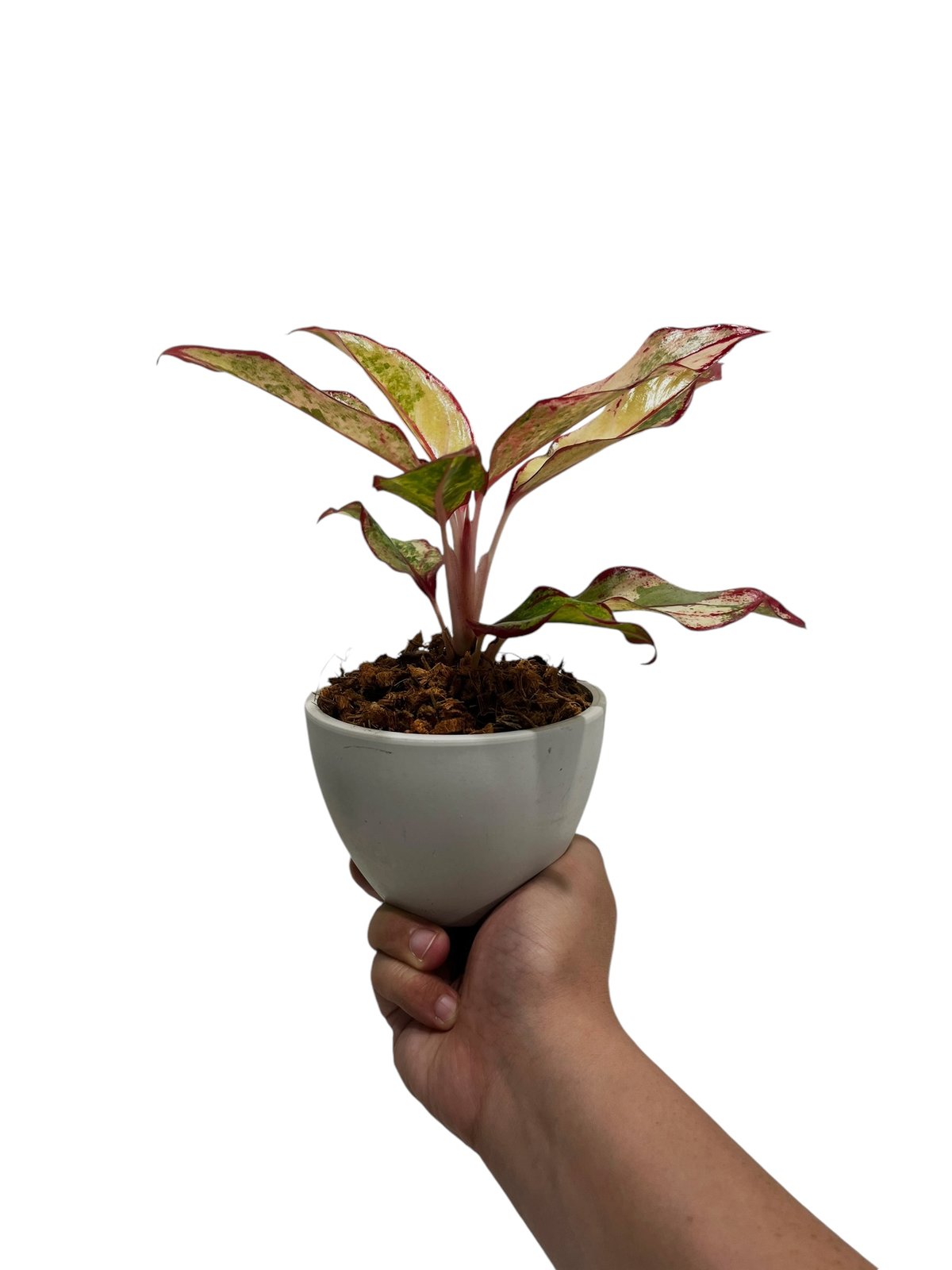 アグラオネマ サイアム オーロラ 斑入 「Aglaonema Siam Aurora