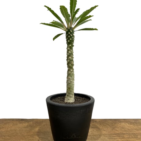 ホルウッディ | STORES