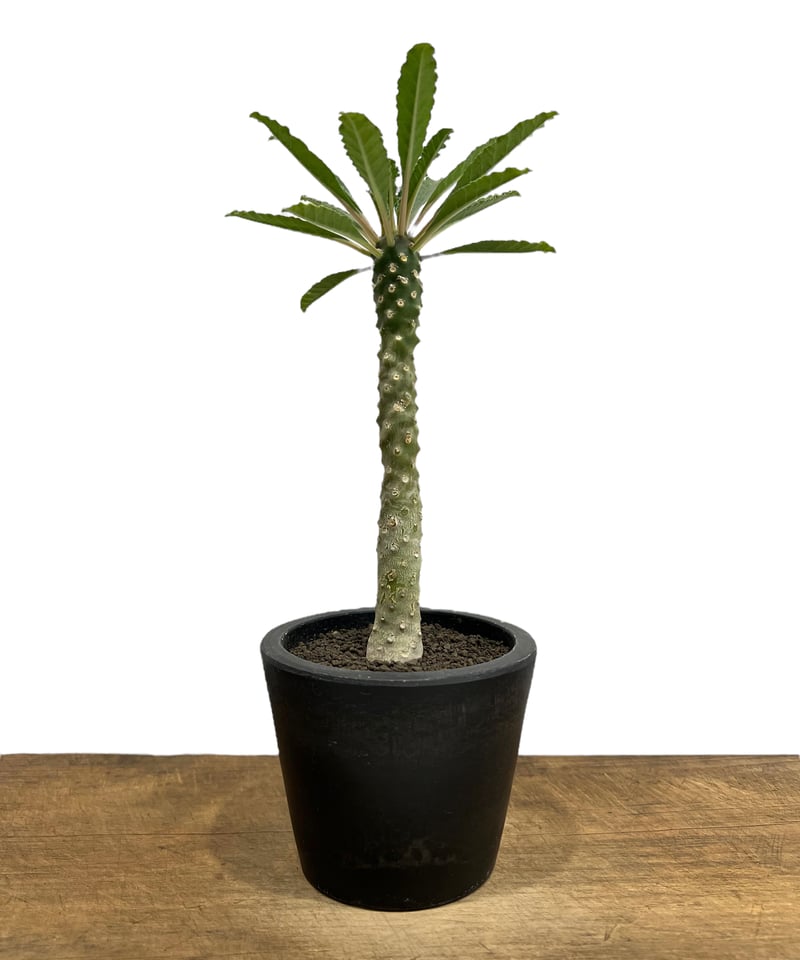 ドルステニア ラブラニー x フォエチダ 「Dorstenia lavrani x foeti