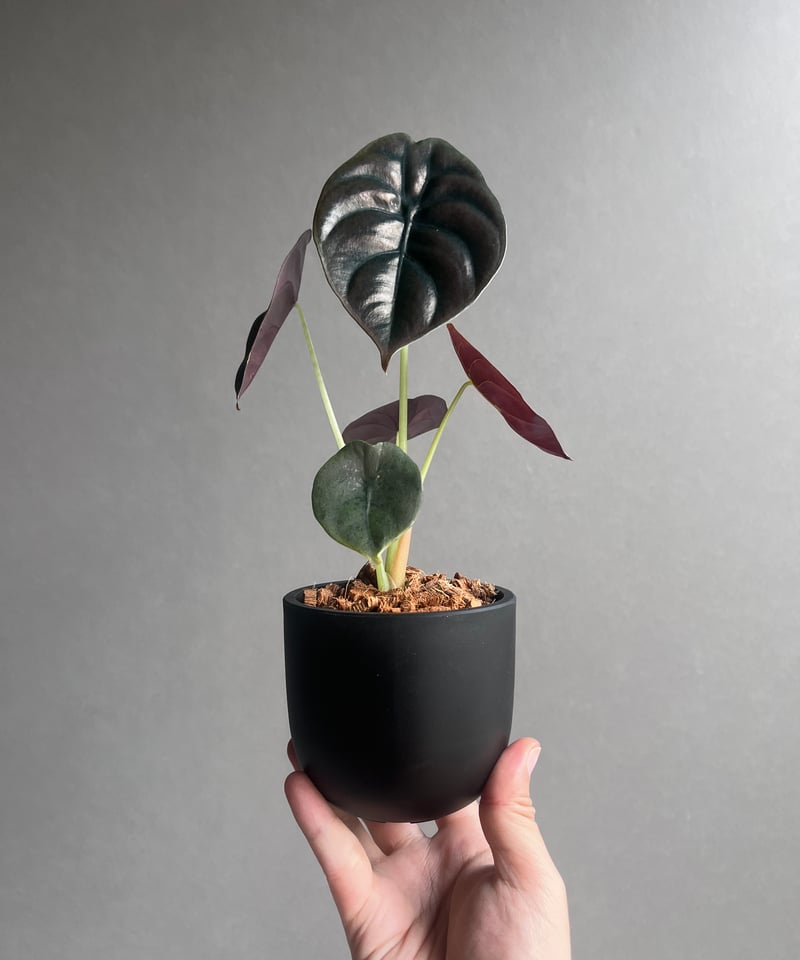 アカベプミラ Mimic Alert Hood Men – UPLNDオンラインストア