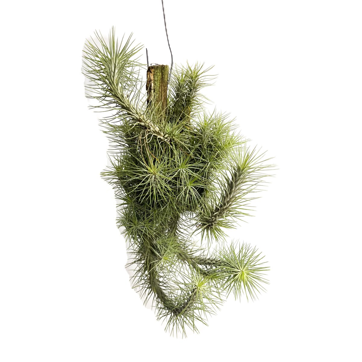 ティランジア フンキアナ クランプ ④「Tillandsia funckiana ティランジア フンキアナ クランプ ④「Tillandsia funckiana