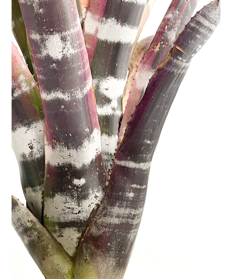 エクメア　オットー エクメア オットー「Aechmea Otto」2G-4 | SHOUCHIKUEN