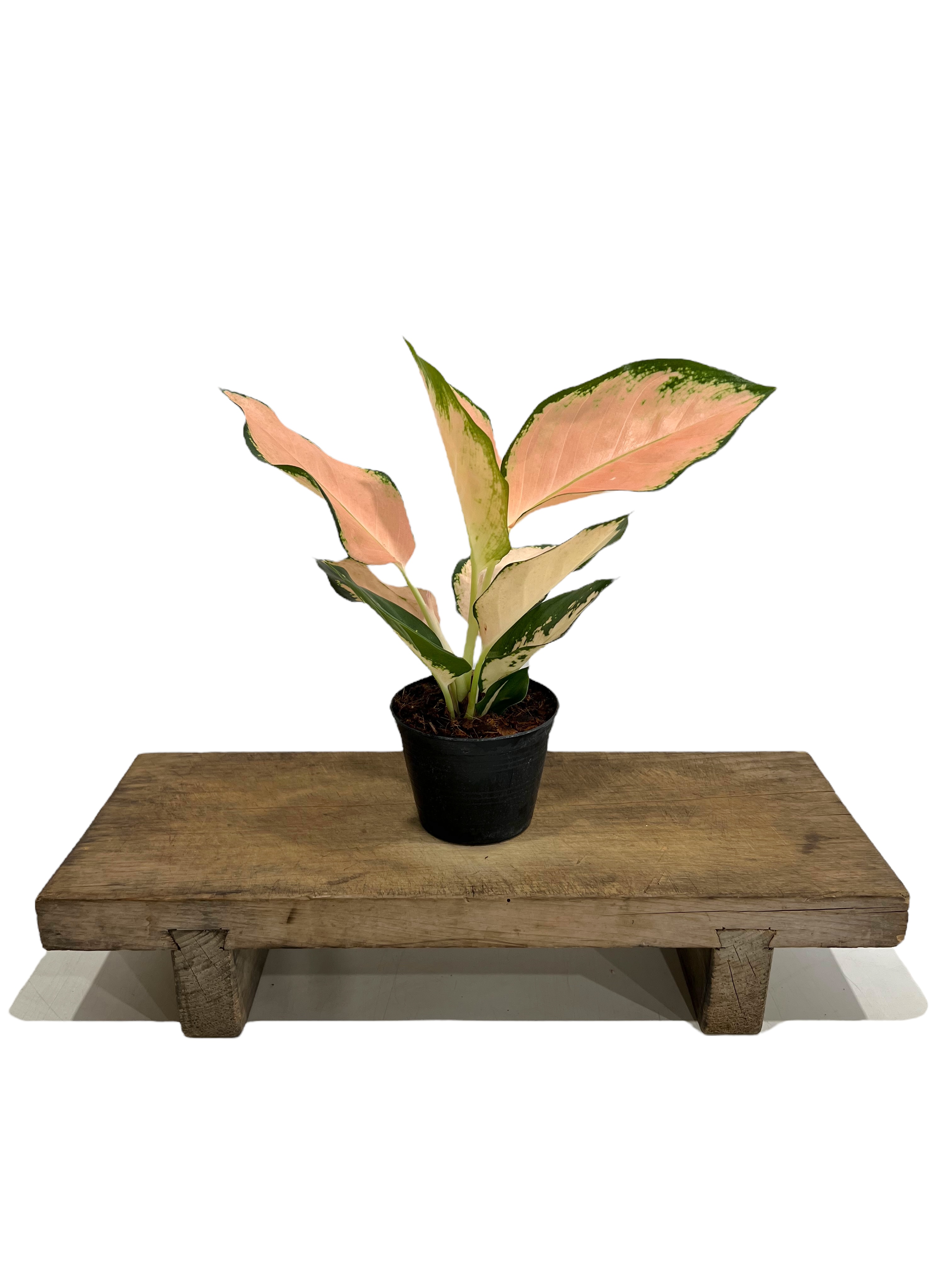 アグラオネマ コーチン ピーチ 「Aglaonema Cochin Peach」 25L |