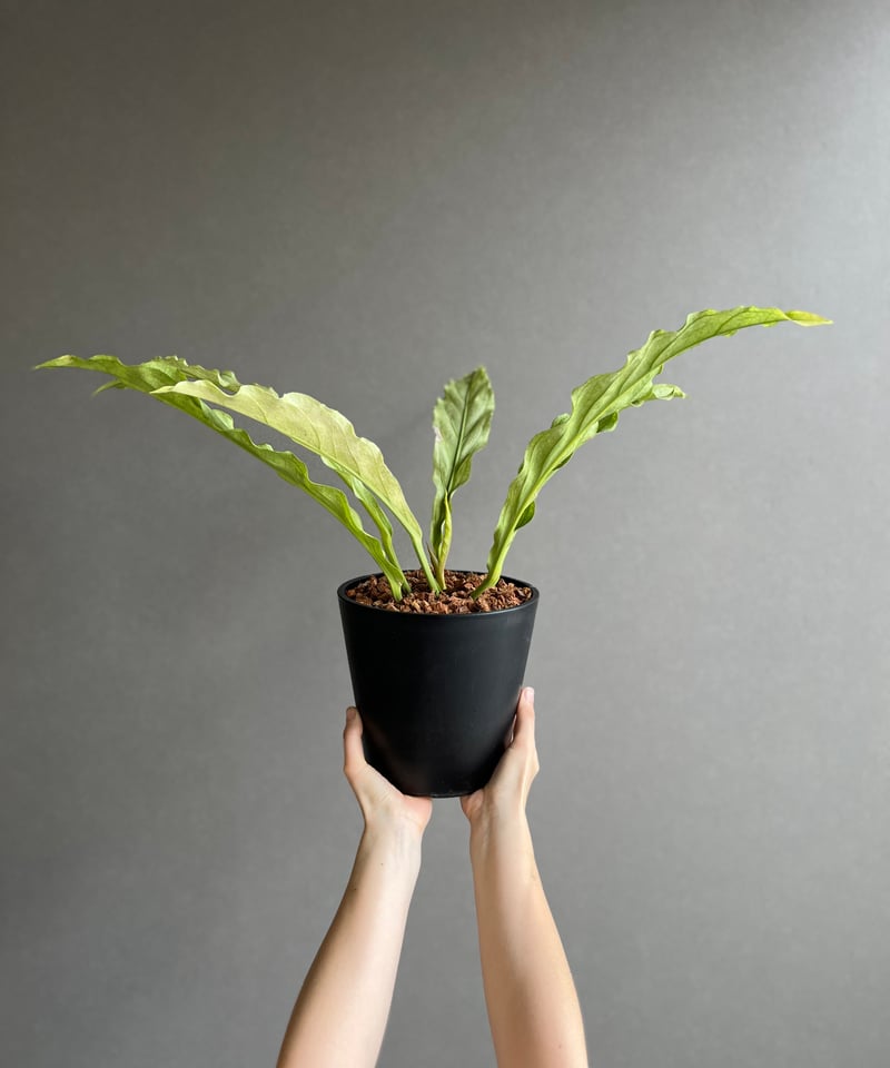 アンスリウム　ジェンマニー　斑入り アンスリウム プロウマニー ミント 斑入 「Anthurium Plowmanii Mint