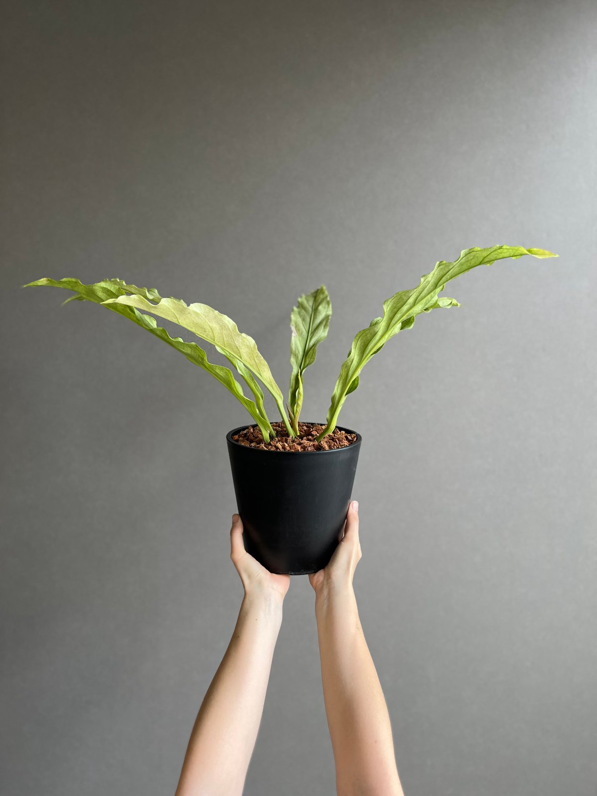 アンスリウム プロウマニー ミント 斑入 「Anthurium Plowmanii Mint