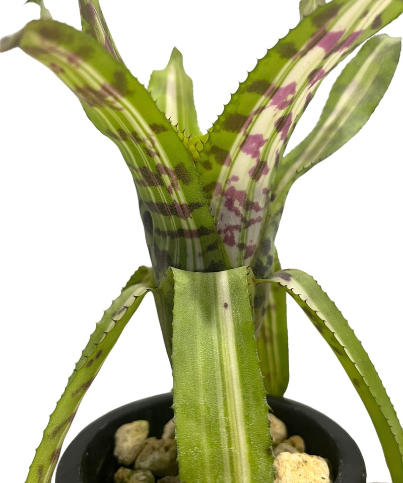 エクメア バート 斑入 「Aechmea Bert variegated」8S | SHOUC