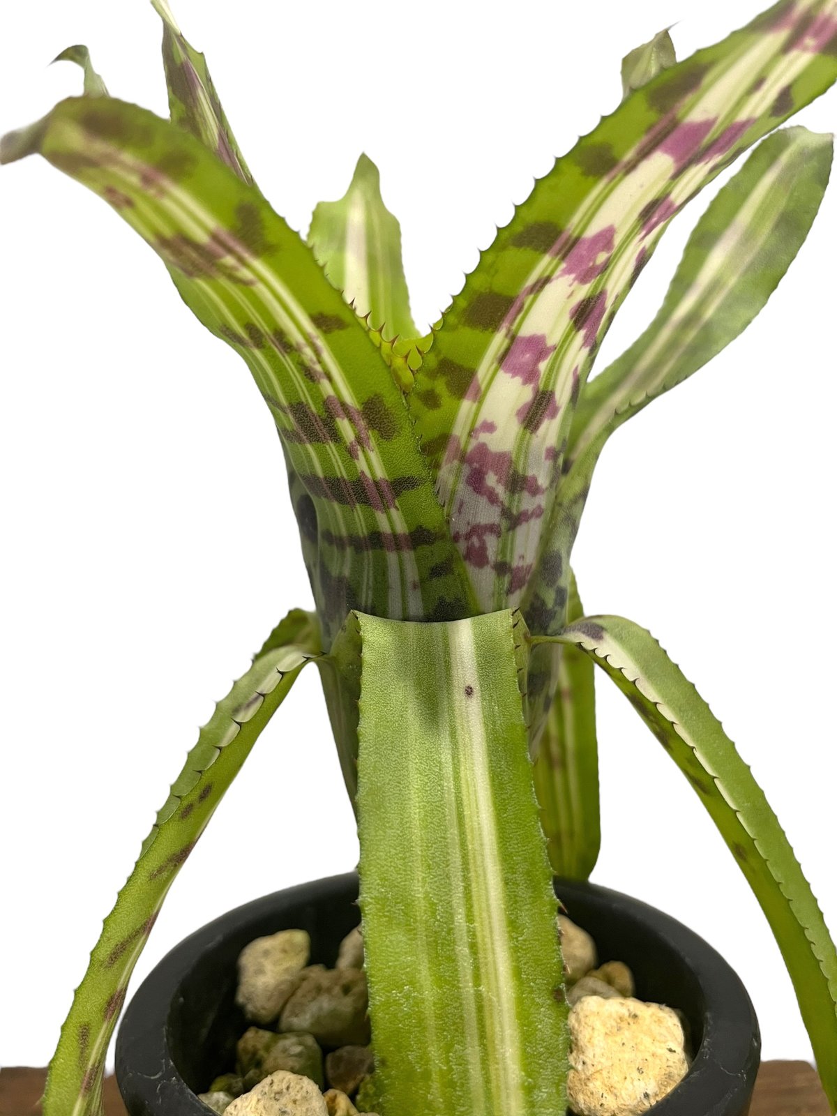 エクメア バート 斑入 「Aechmea Bert variegated」8S | SHOUC