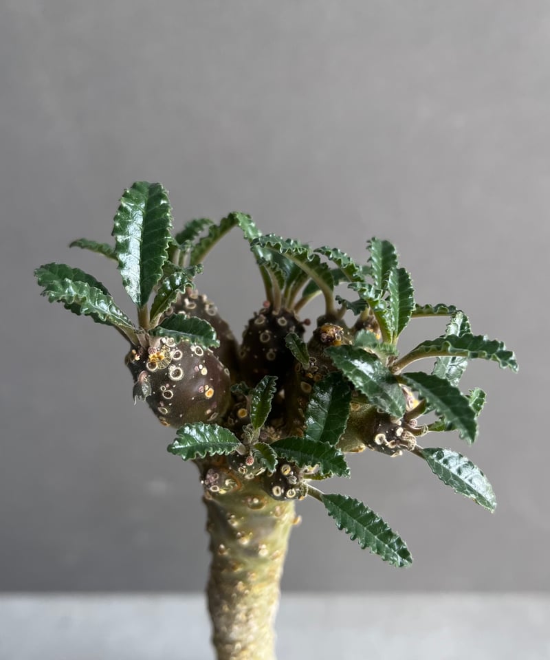ドルステニア フォエチダ x ラブラニー +plantsmonsters pot 「Dorst