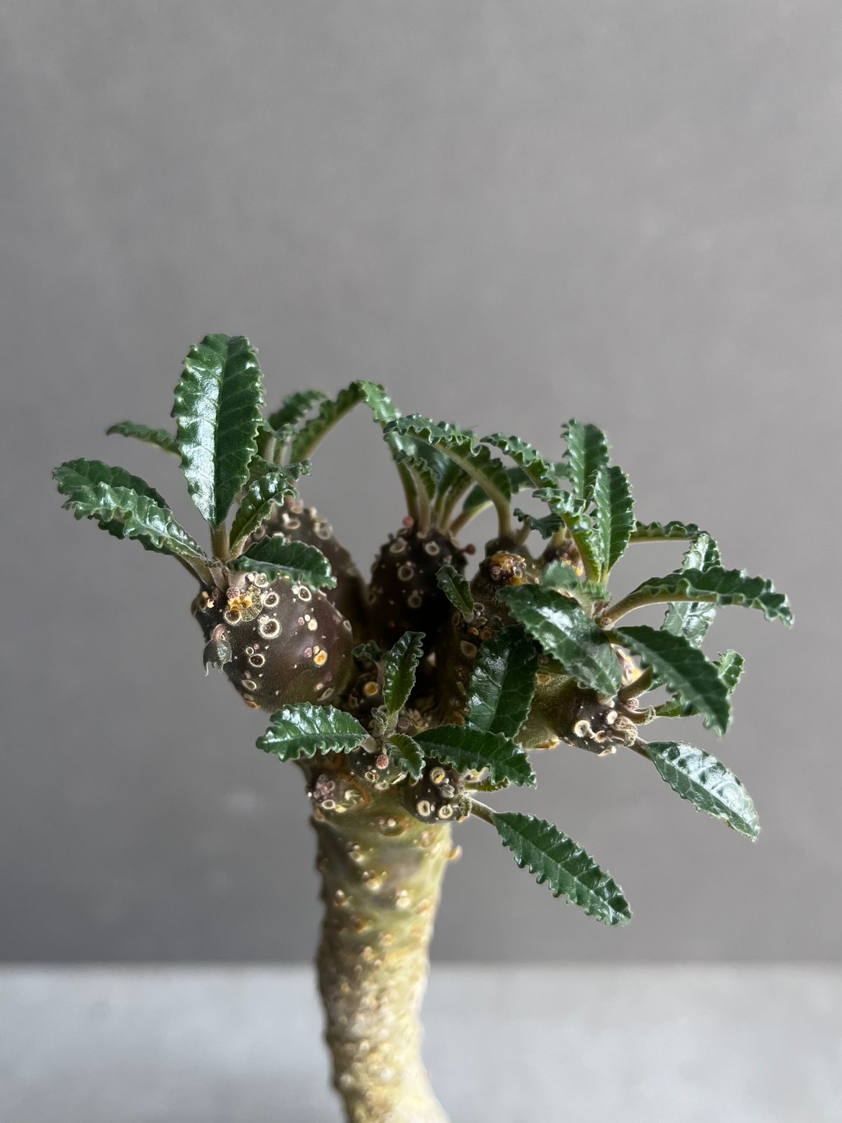 ドルステニア フォエチダ x ラブラニー +plantsmonsters pot