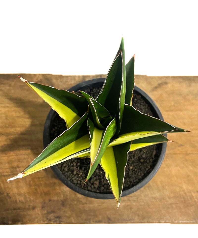 サンセベリア タワー 斑入り ハーフムーン「Sansevieria Tower Varieg...