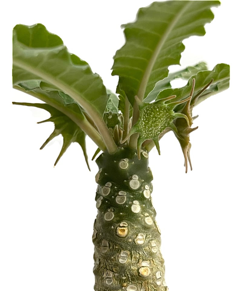 ドルステニア ラブラニー x フォエチダ「Dorstenia lavrani x foetid