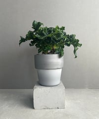 アガベ FIP ハイブリッド + plantsmonsters pot 「Agave FIP