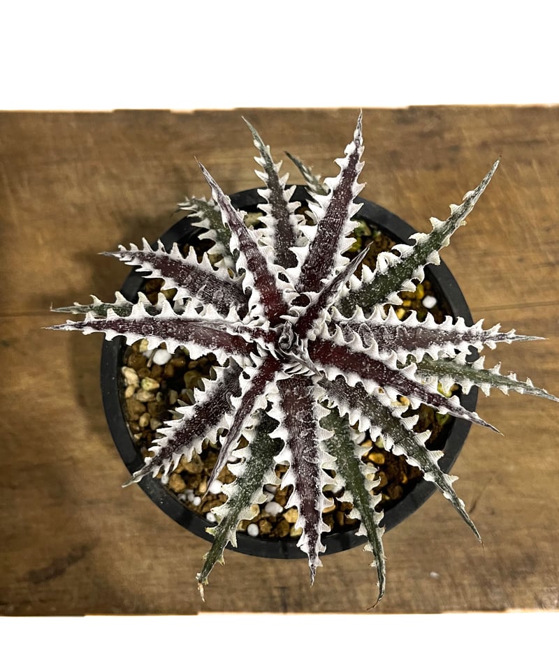 ディッキア フレディーズ ウイング「Dyckia Freddy's Wing」12E