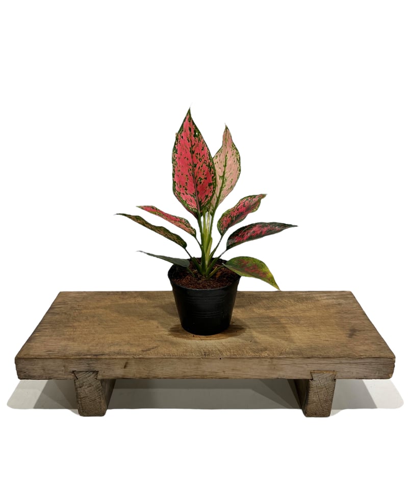 アグラオネマ カンクン 'ブラック' 「Aglaonema Kankun 'Black アグラオネマ カンクン 'ブラック' 「Aglaonema Kankun 'Black