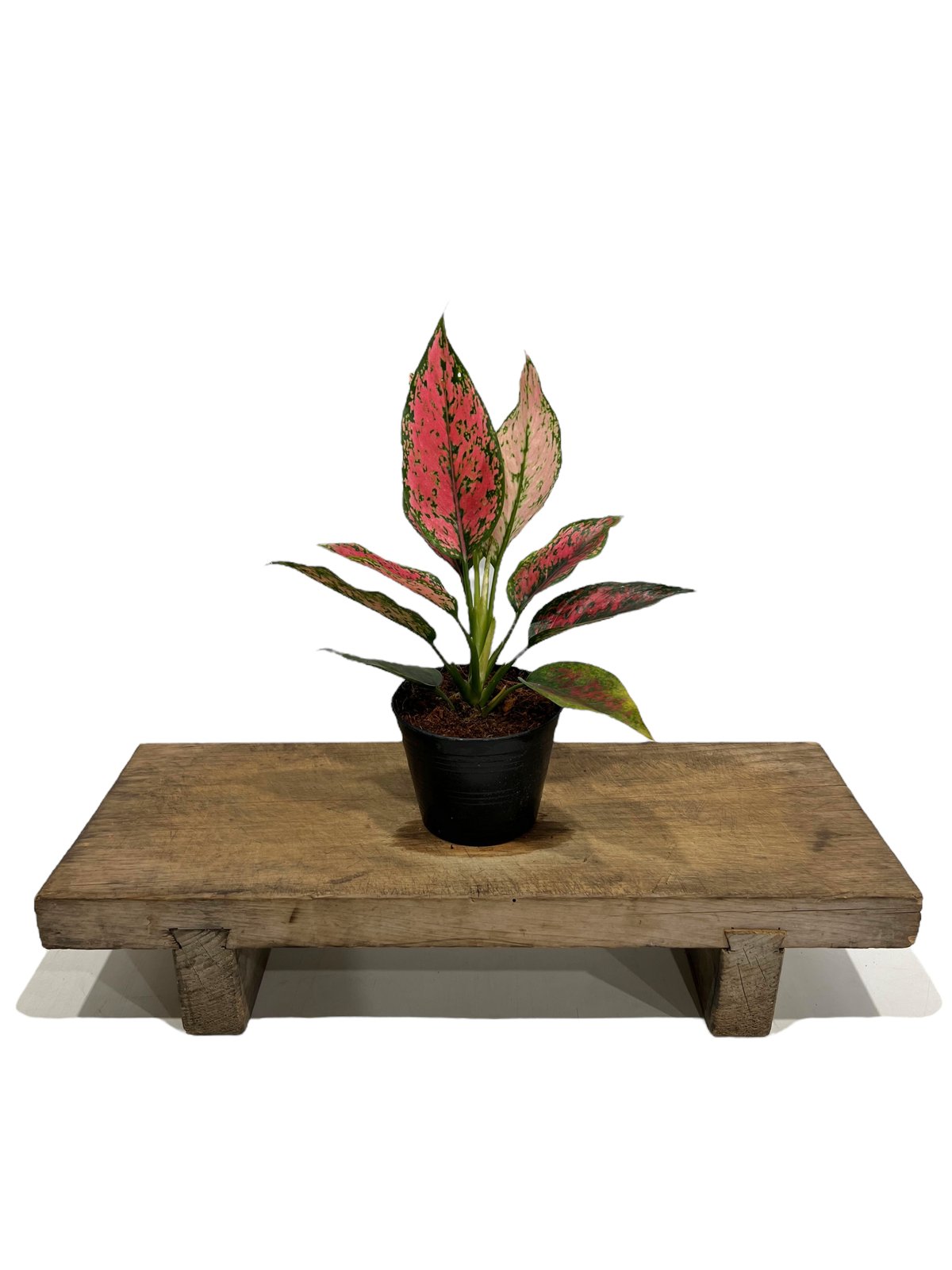 アグラオネマ カンクン 'ブラック' 「Aglaonema Kankun 'Black'」12