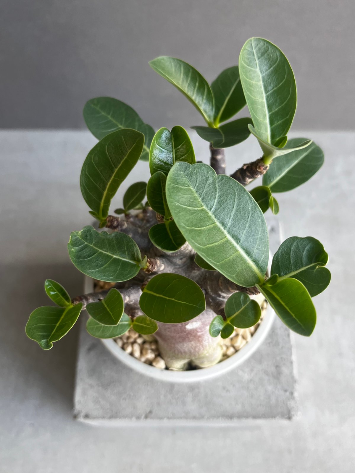 アデニウム アラビカム スーパー ドワーフ “ブラック” 「Adenium