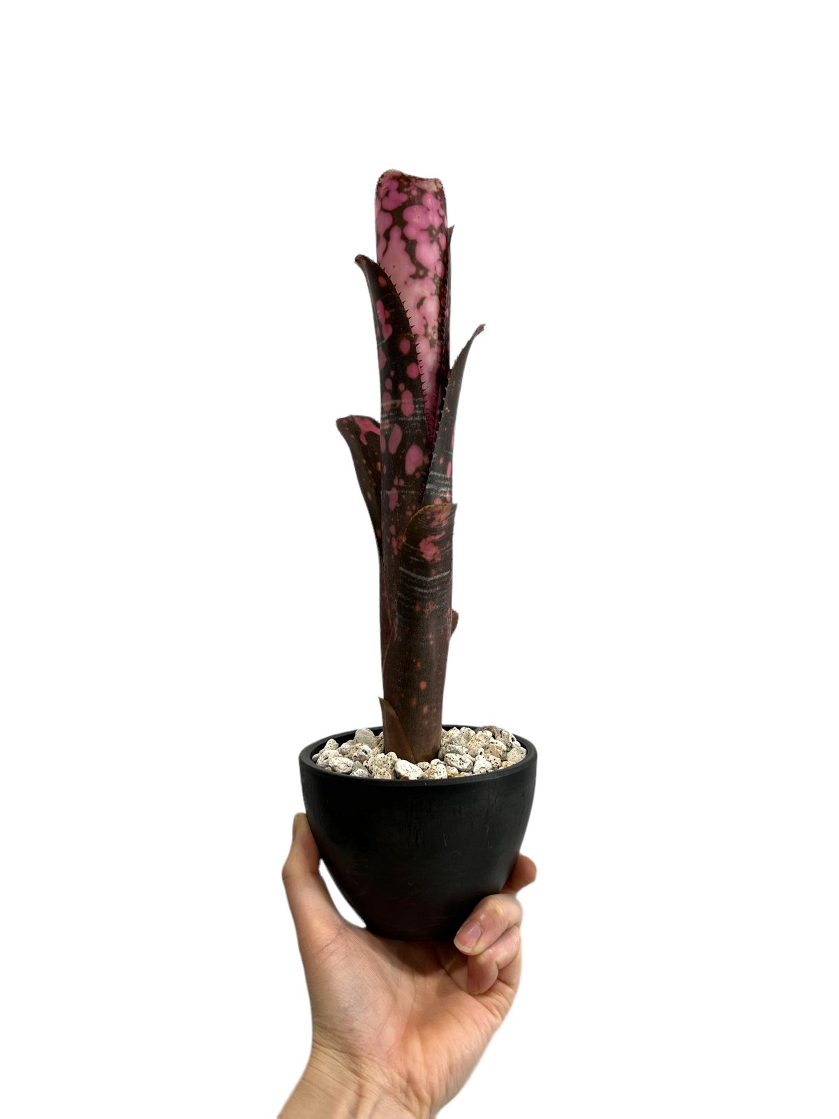 Billbergia 'Incendiary delight' B0187