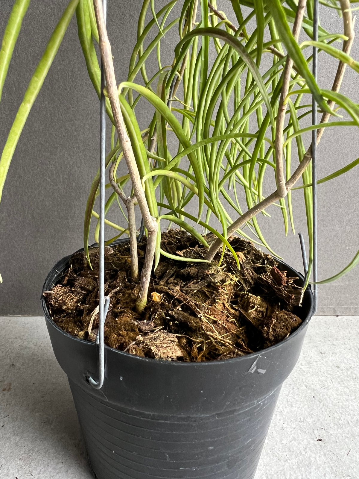 ホヤ ステノフィラ 」Hoya stemophylla」73M | SHOUCHIKUEN