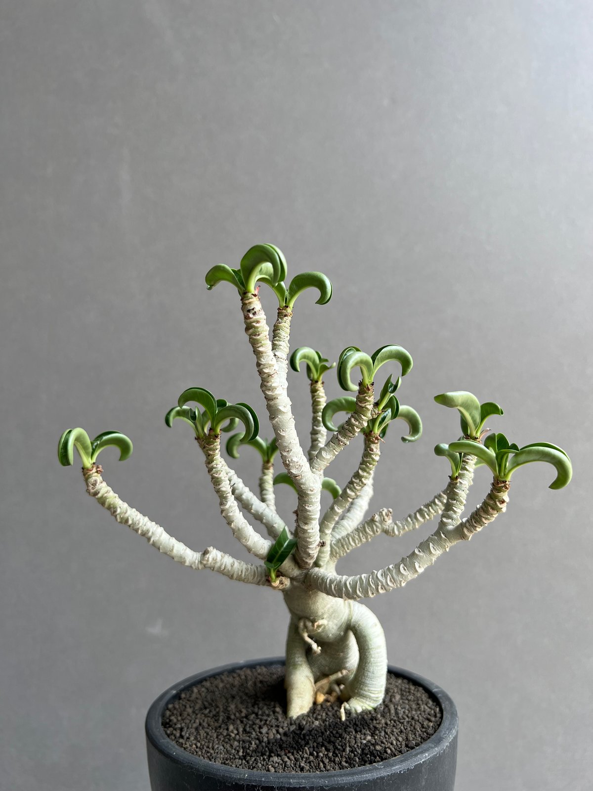 アデニウム メデューサ D.H.A (獅子葉) “選抜個体” 「Adenium Medusa