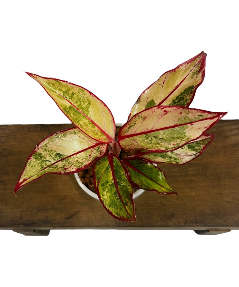 アグラオネマ サイアム オーロラ 斑入 「Aglaonema Siam Aurora