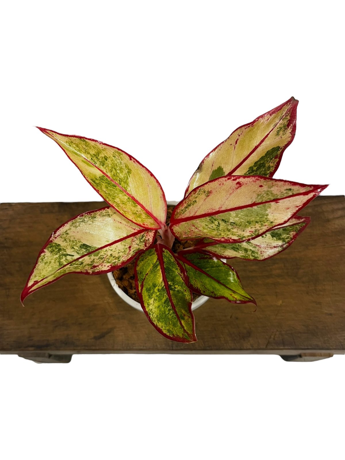 激レア　アグラオネマ　Aglaonema サイアムオーロラ 激レア アグラオネマ Aglaonema サイアムオーロラ - メルカリ