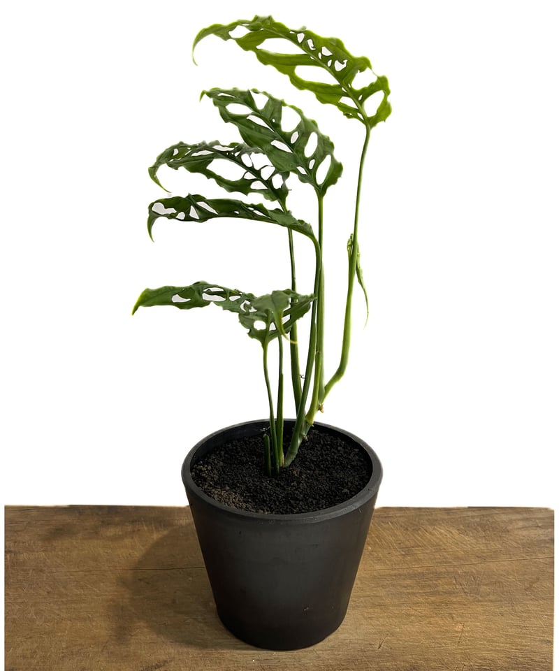 モンステラ オブリクア ペルー「Monstera obliqua Peru」90C-3 | S
