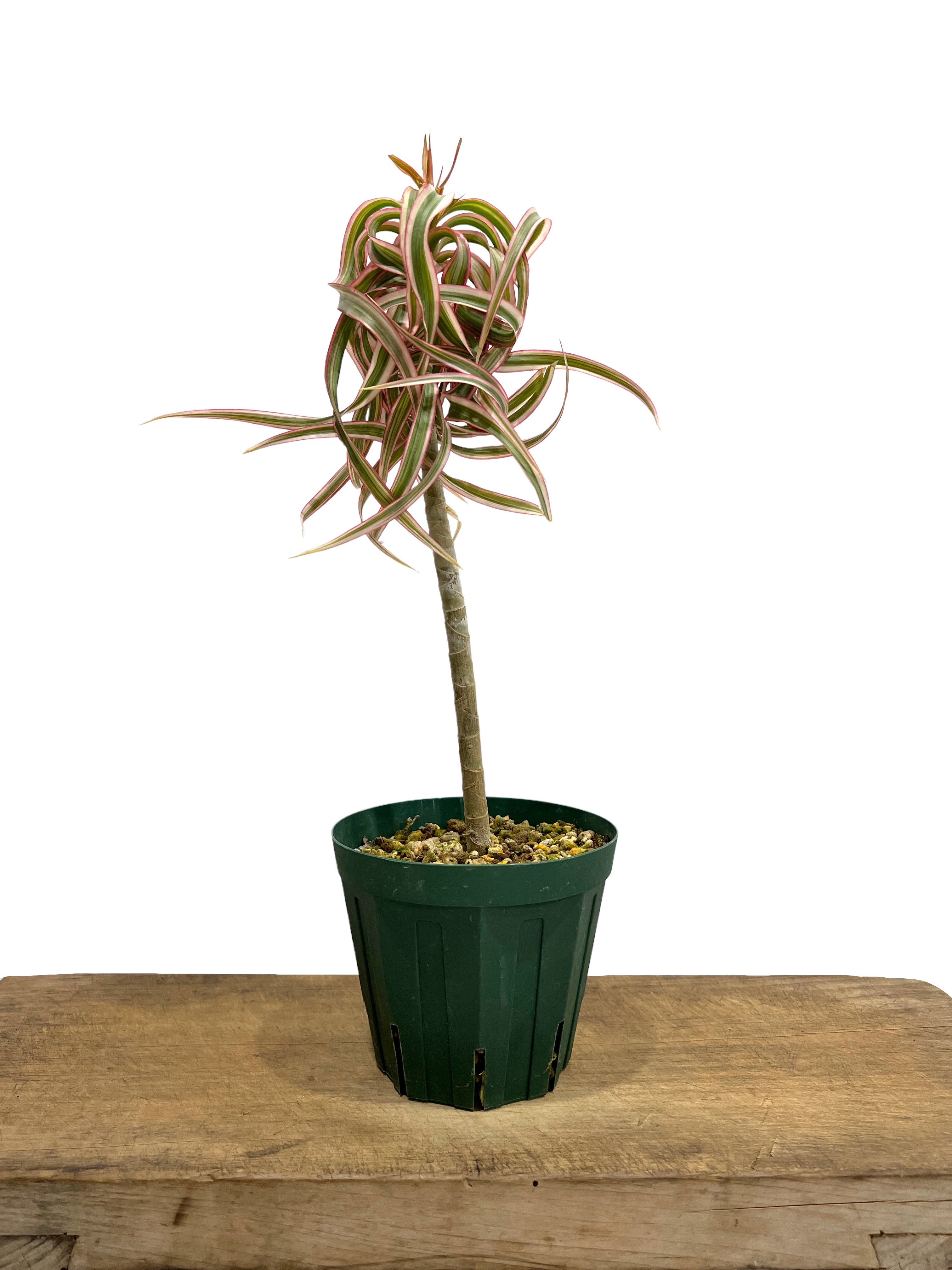 ドラセナ キュンティー「Dracaena concinne tricolor Kuhnty」2