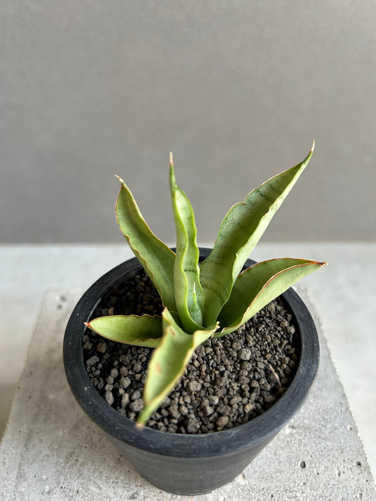 EMP サンセベリア Saigon サイゴン /最後の写真 イメージ SA354 サンセベリア サイゴン 「Sansevieria Saigon (by Unyamanee