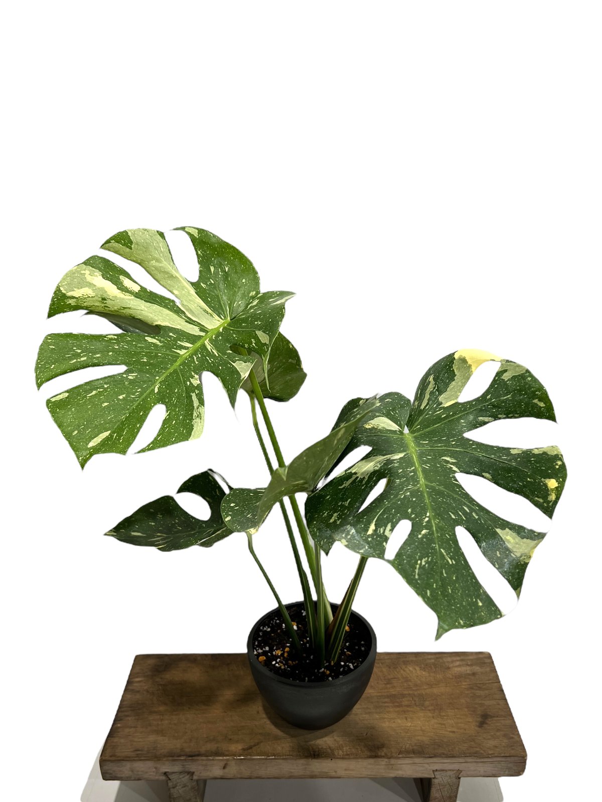 モンステラ タイ コンステレーション 「Monstera deliciosa Thai Con