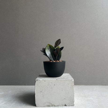 ザミオクルカス | STORES