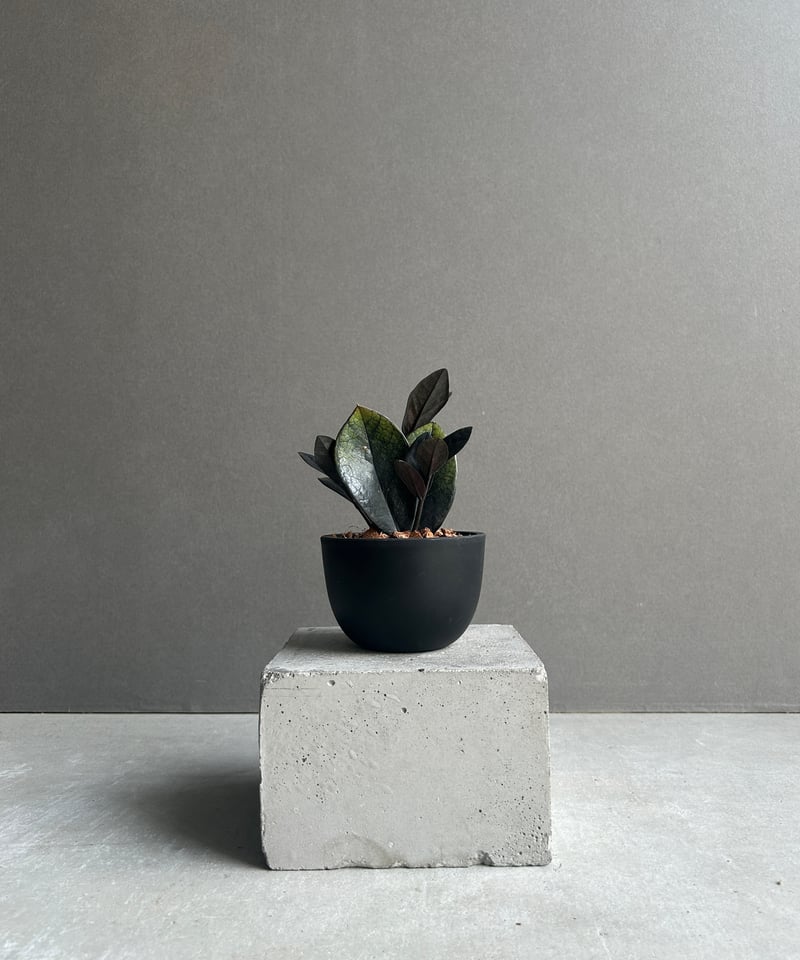 ザミオクルカス 斑入 “ブラックピンク”「Zamioculcas Zamiifolia Var