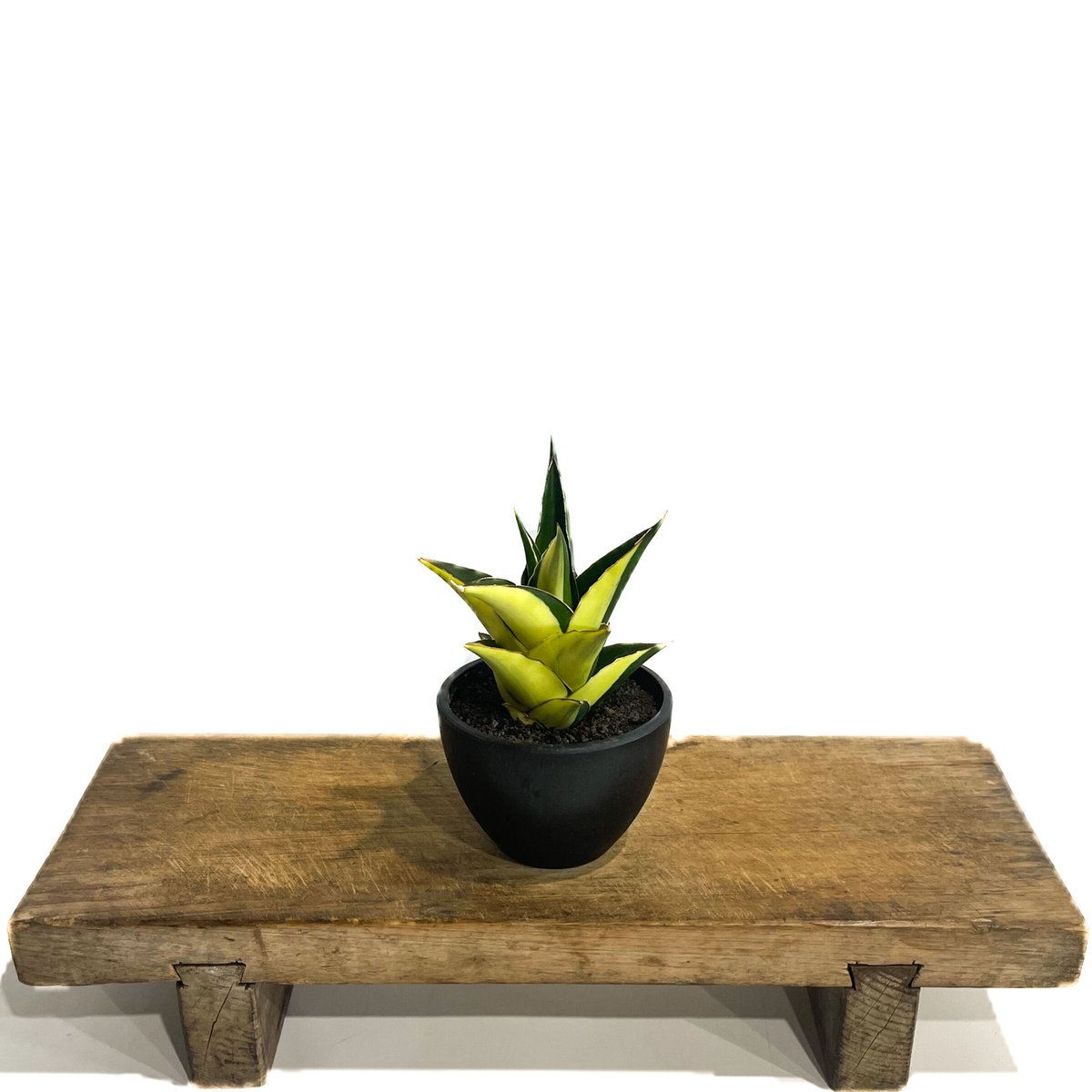 サンセベリア タワー 斑入り ハーフムーン「Sansevieria Tower サンセベリア タワー 斑入り ハーフムーン「Sansevieria Tower