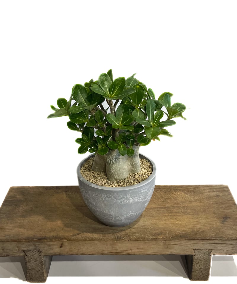 アデニウム アラビカム ドワーフ タイプ「Adenium arabicum dwarf ty