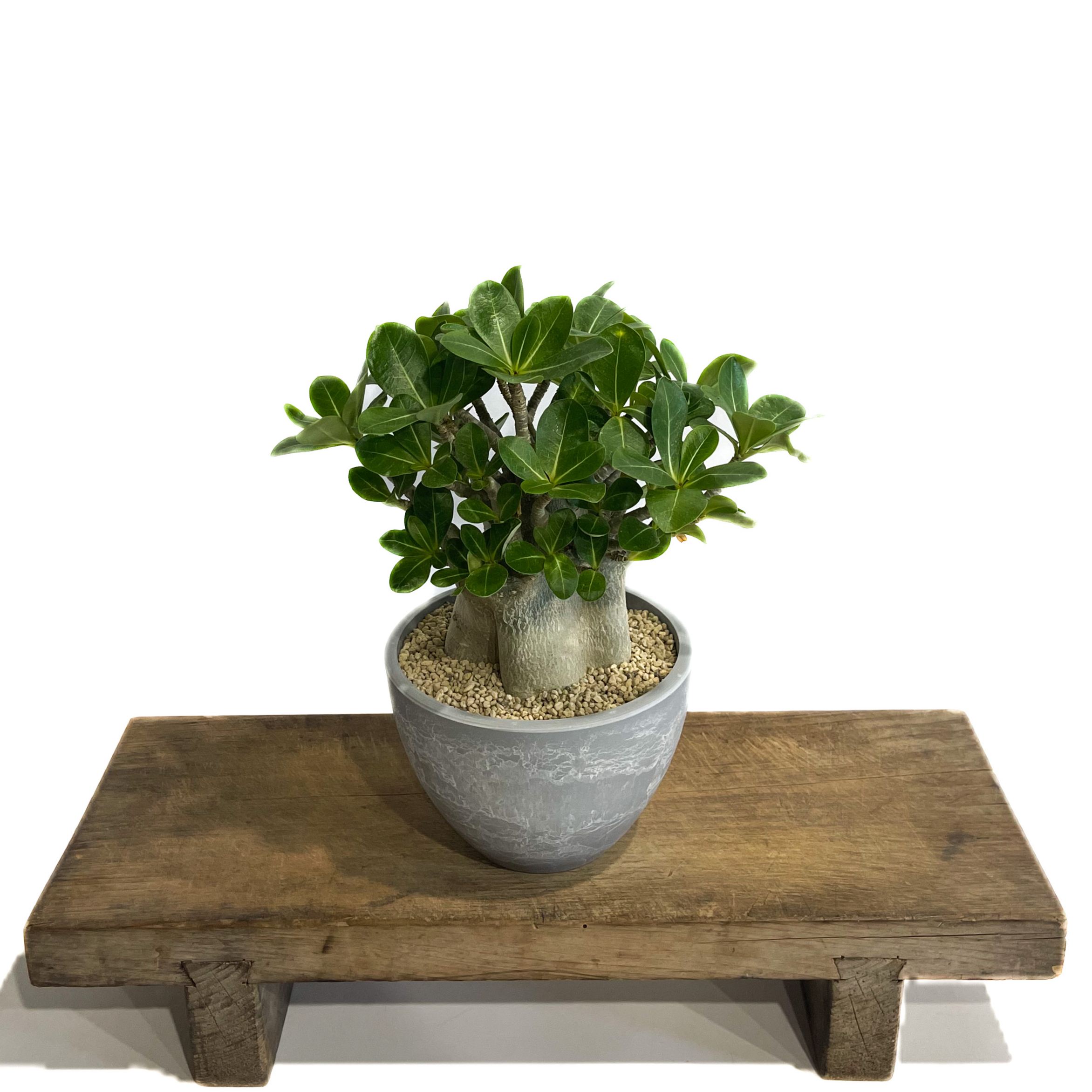 アデニウム アラビカム ドワーフ タイプ「Adenium arabicum dwarf ty