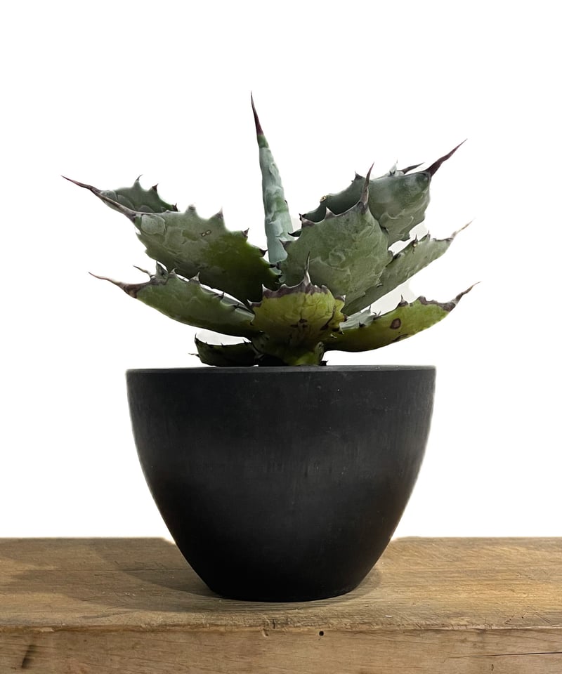 大型　アガベ　コロラータ アガベ・コロラータ 4号ロングポット | | アガベ（リュウゼツラン