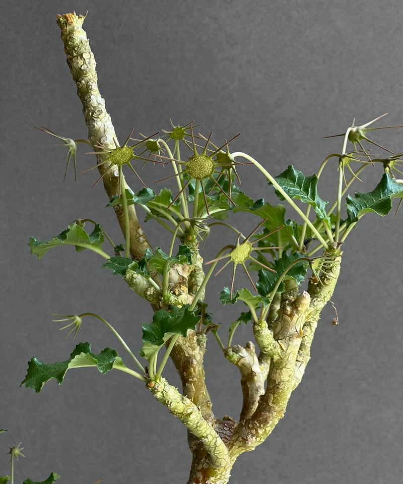 ドリステニア　ジプソフィラ Dorstenia gypsophila×horwoodii