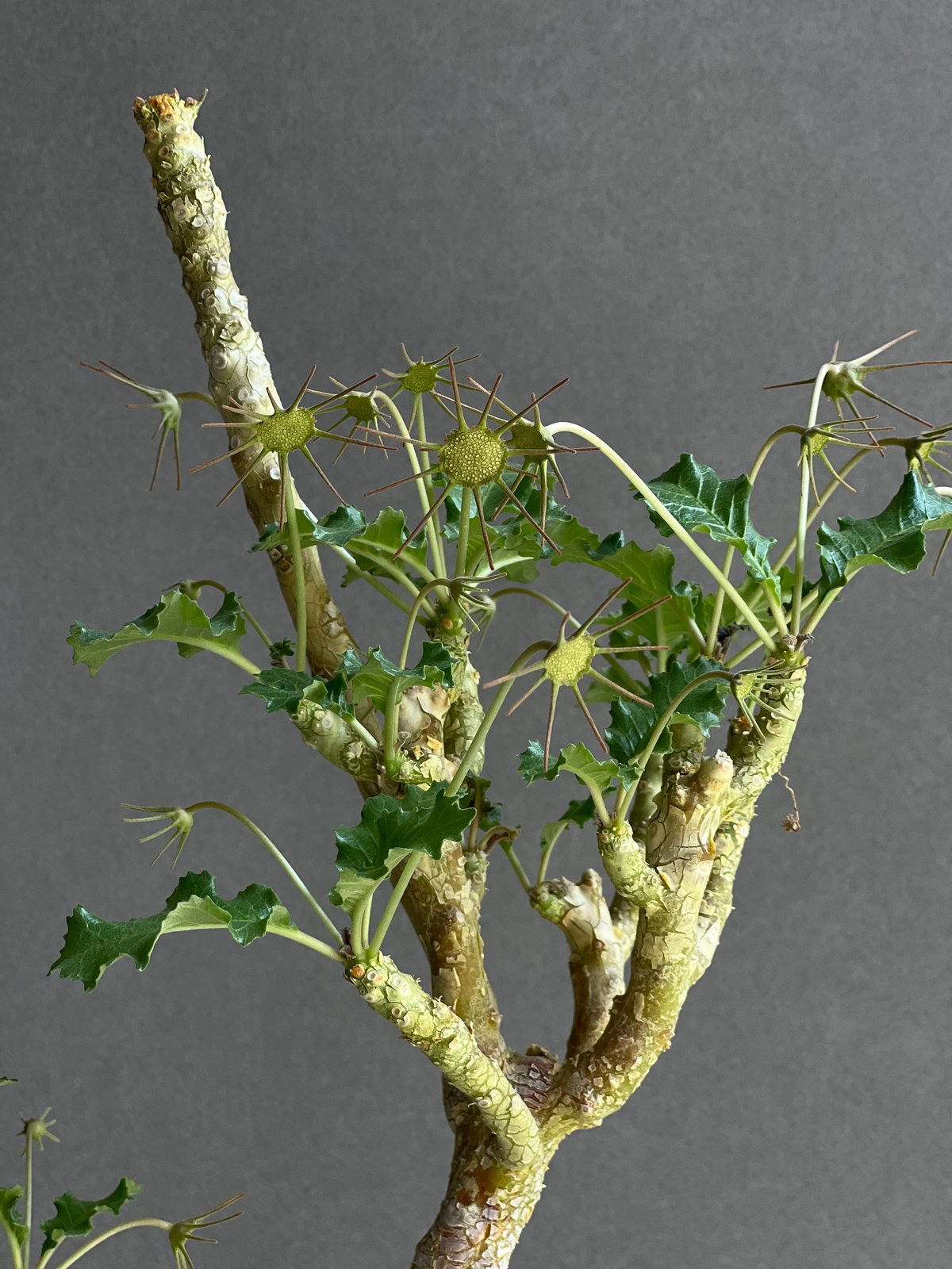 ドリステニア　ジプソフィラ ドルステニア ジプソフィラ 実生 Dorstenia gypsophila 塊根植物 多肉