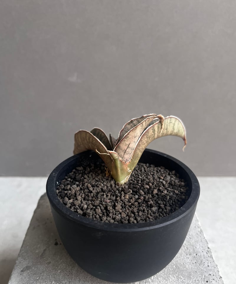 EMP サンセベリア ピンクパンサー OC株 / レア SA348 サンセベリア ピンクパンサー 「Sansevieria Pink Punter」35F | S