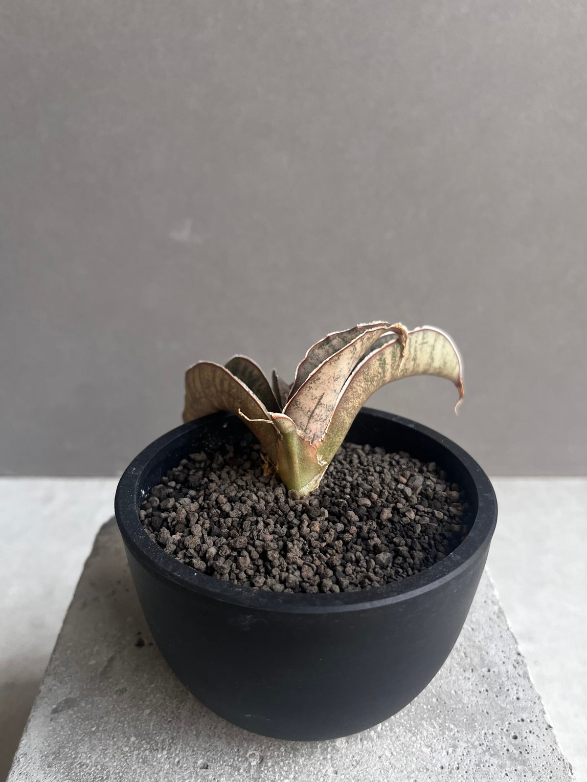 サンセベリア ピンクパンサー 「Sansevieria Pink Punter」35F | S