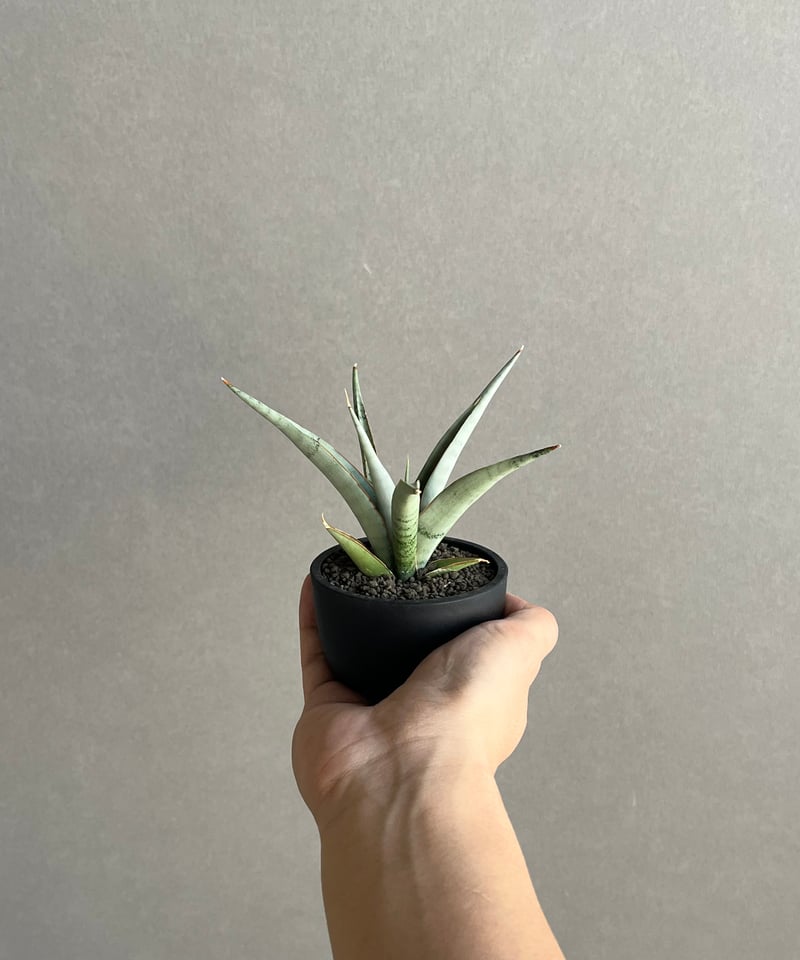 EMP サンセベリア King Fischer / SA429 サンセベリア キングフィッシャー 「Sansevieria Kingfisher」50N