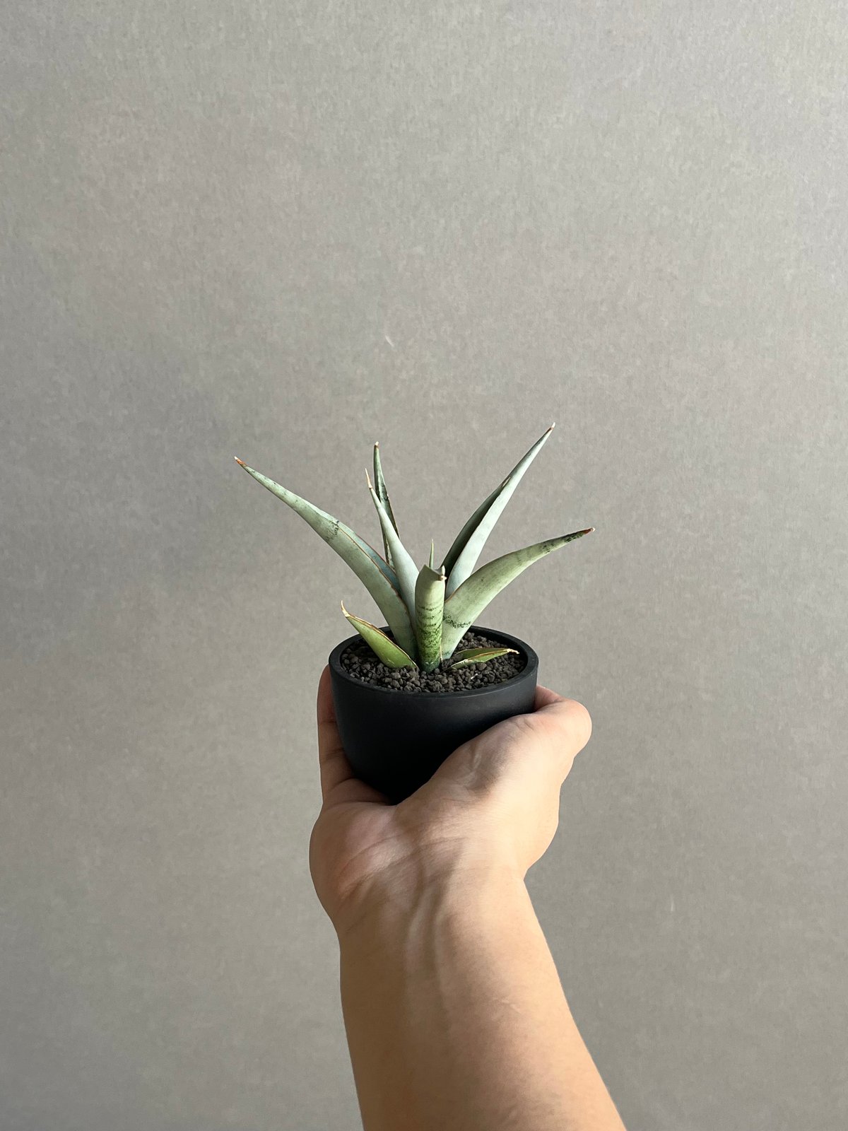 EMP サンセベリア King Fischer / SA429 サンセベリア キングフィッシャー 「Sansevieria Kingfisher」50N